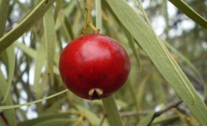 Fresh Quandong fruit with its vibrant red color, perfect for making jams, sauces, or desserts, a unique native Australian ingredient.
