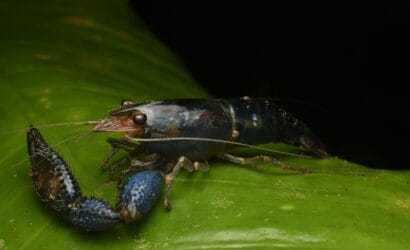 Grilled Marron served with fresh herbs and lemon, a delicious Western Australian delicacy, featuring tender and sweet freshwater crayfish.