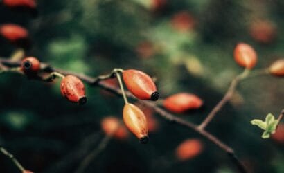 A selection of native Australian ingredients like wattleseed, finger lime, and bush tomato, used in traditional bush tucker cuisine.