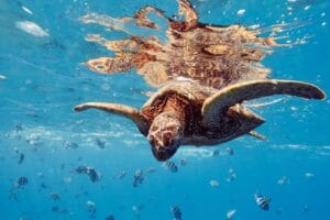 A diver exploring the vibrant coral gardens of Ningaloo Reef, surrounded by colorful marine life in crystal-clear waters off the coast of Western Australia.