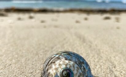 Paua (Abalone) Dish from New Zealand - Europa Travel Hub