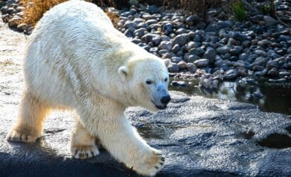 The Spitsbergen Arctic Expedition Voyage