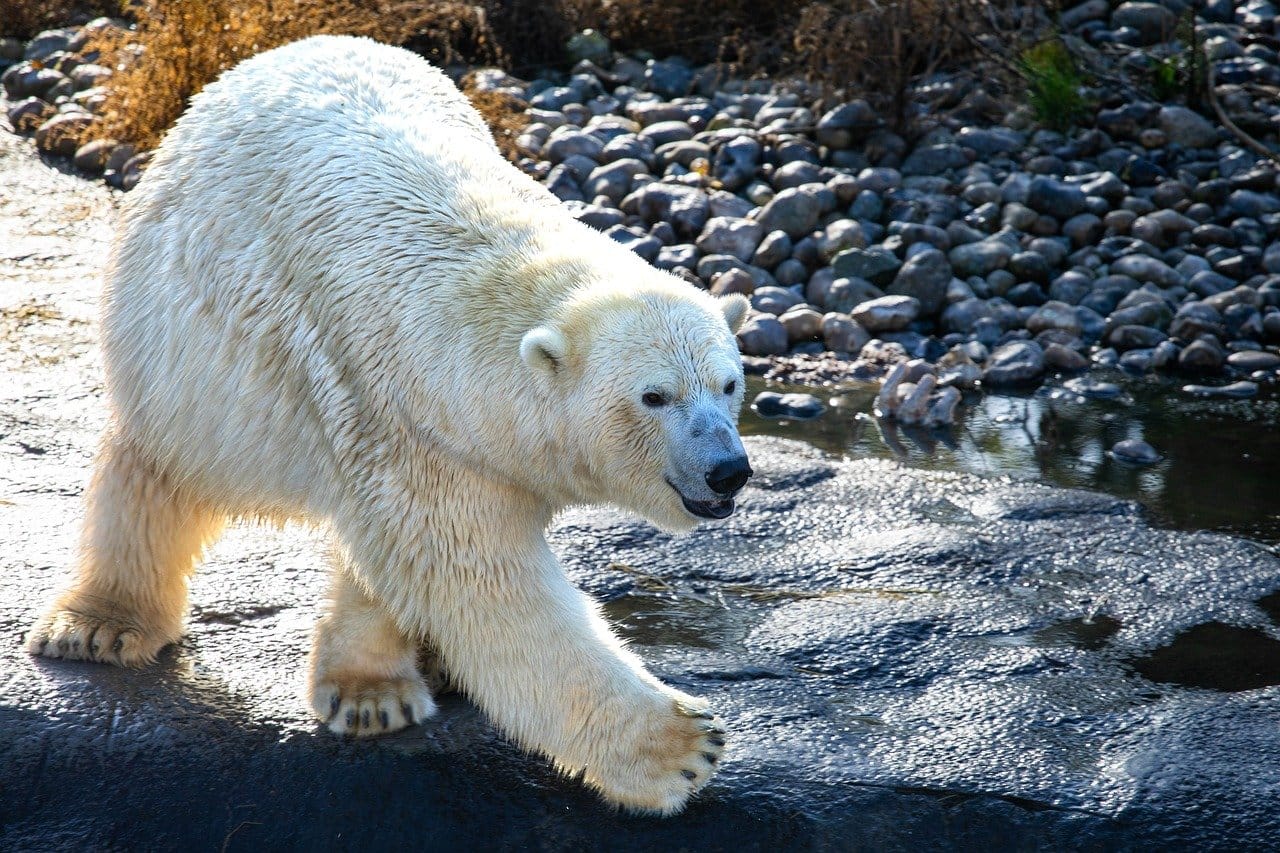 "A polar bear in the Arctic, standing on the icy terrain against a snowy backdrop, embodying the raw beauty of the wilderness.